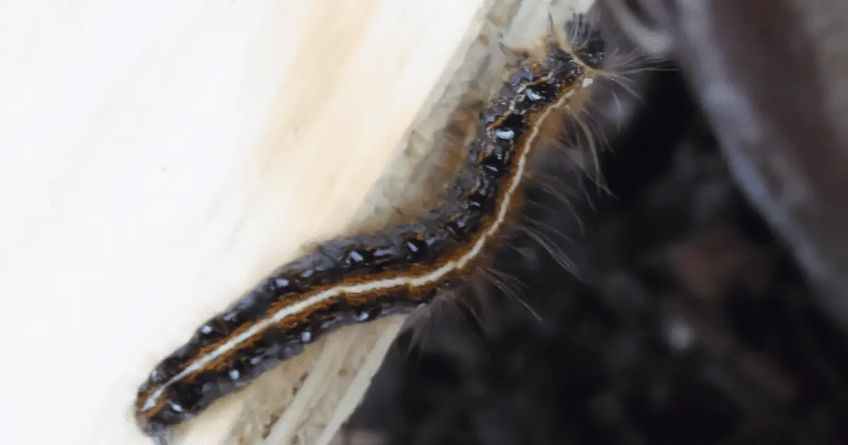 How To Get Rid of Gypsy Moth Caterpillars Naturally