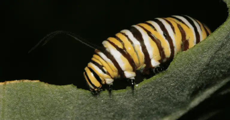 Do monarch caterpillars sleep at night?