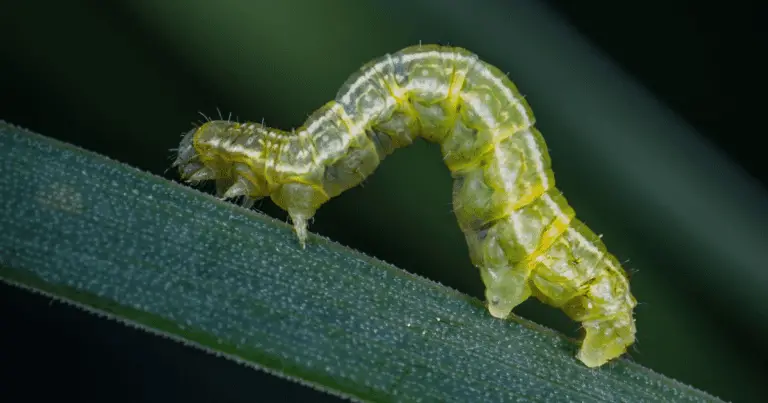 do caterpillars poop?