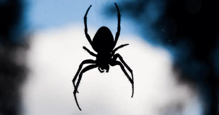 how to get rid of spiders in the basement