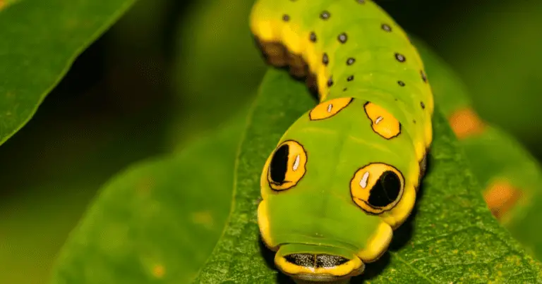 How many eyes does a caterpillar have?