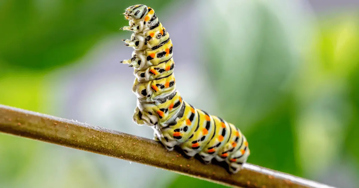 How many eyes does a caterpillar have?