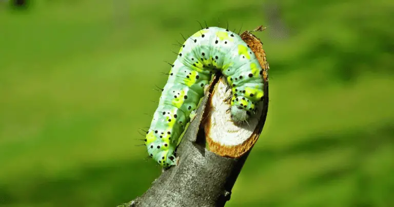 Do caterpillars need sunlight?