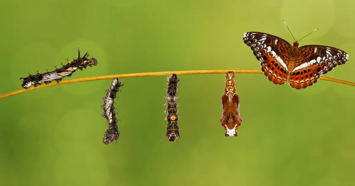 what caterpillars turn into butterflies