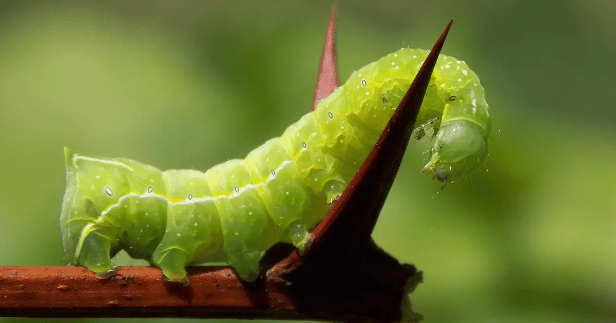 Do green caterpillars turn into butterflies?