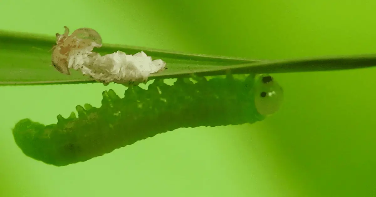 Do green caterpillars turn into butterflies?