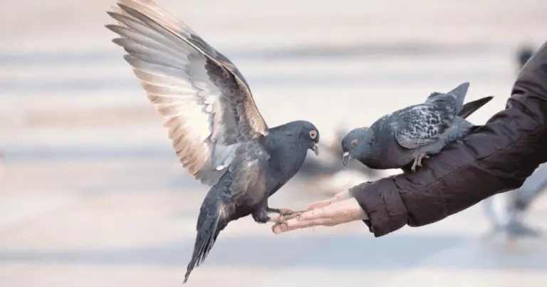 Can Pigeons Recognize Faces?