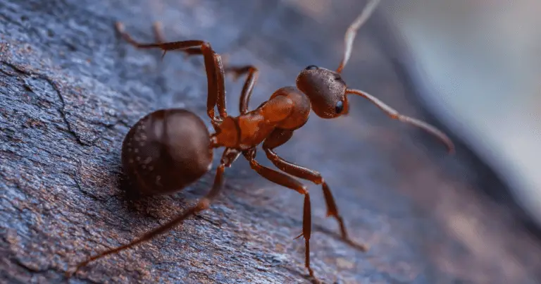 Will Windex kill ants?