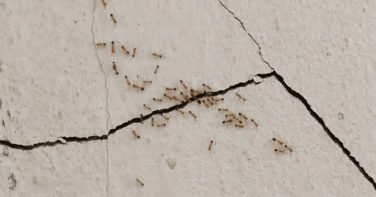 ants can live in walls