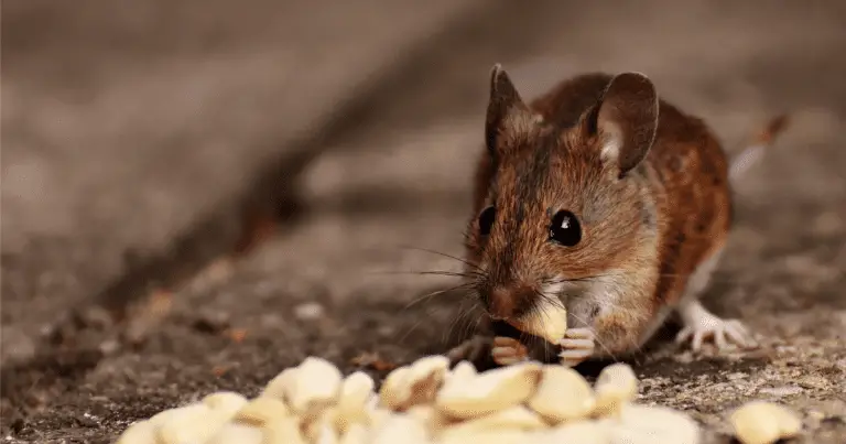Do mice like peanut butter?