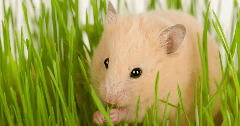 Do Mice Eat Grass?