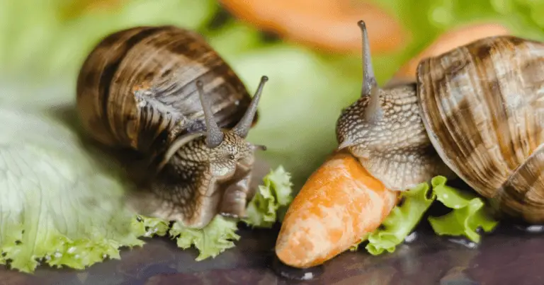 What Do Snails Eat