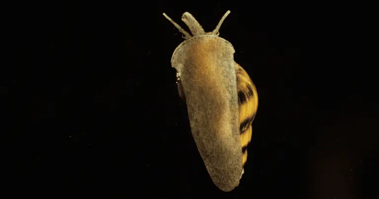Will assassin snails kill mystery snails?