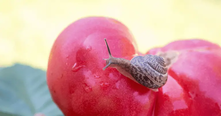 do snails eat tomatoes?