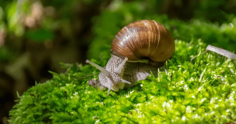what do snails symbolize?