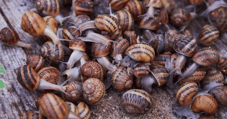 how do snails reproduce