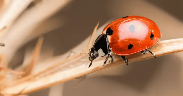 does neem oil kill ladybugs?