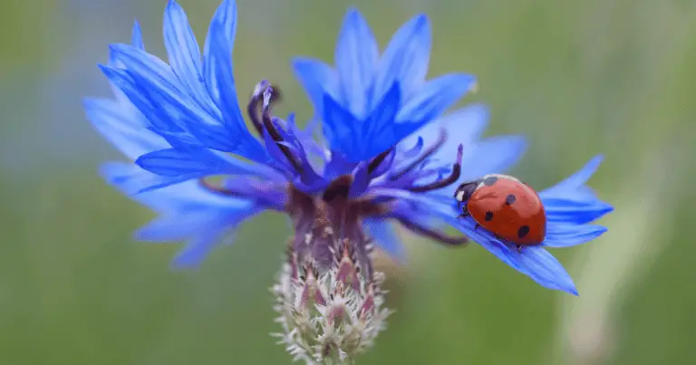 Do ladybugs eat fleas?
