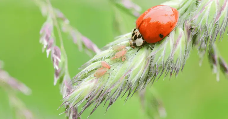 do ladybugs eat ticks?