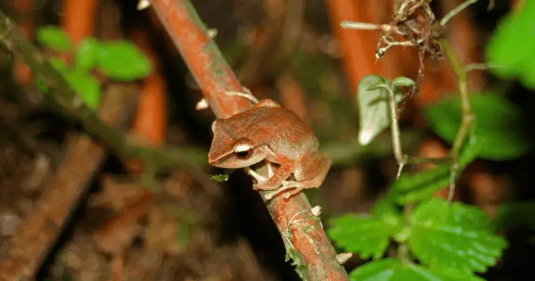 Are Coqui Frogs Poisonous to Cats?