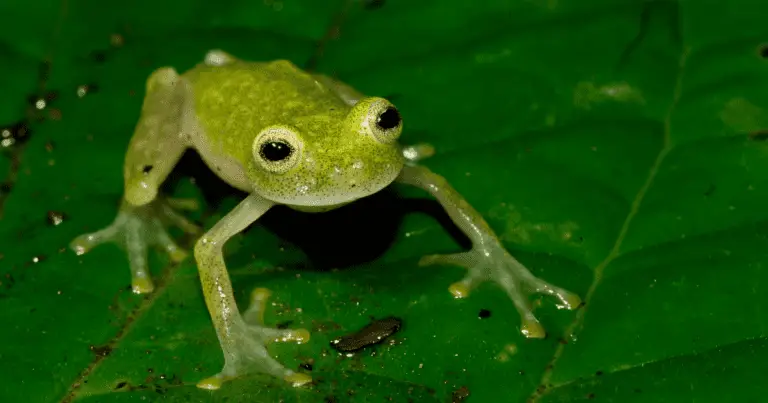 Are Coqui Frogs Poisonous to Dogs?
