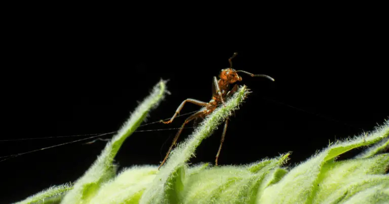Can Ants See in the Dark?