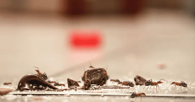 Can Ants Eat Chocolate?