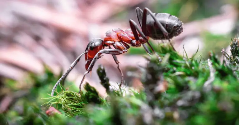 Do Ants Eat Grass?