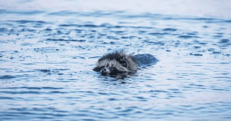 Can a Raccoon Swim?