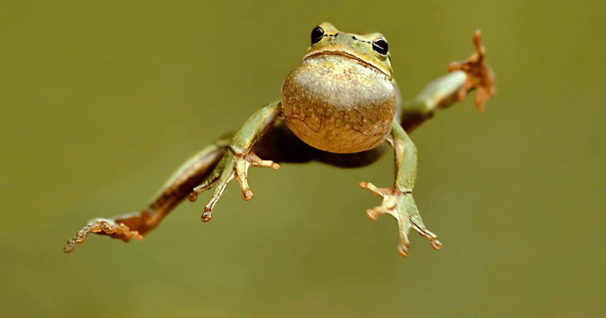 Are Frogs Smart?