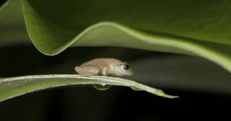 are coqui frogs poisonous?