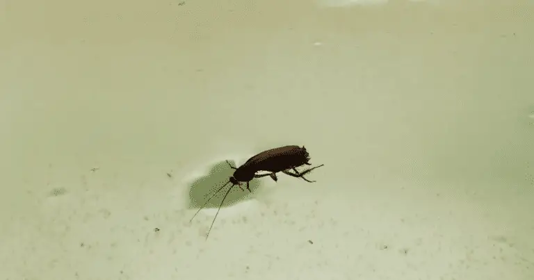 Do Cockroaches Drown?