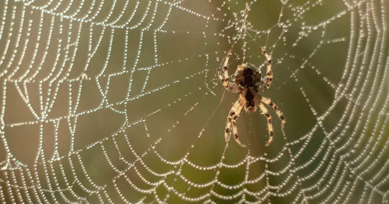 What Scents do Spiders Hate?