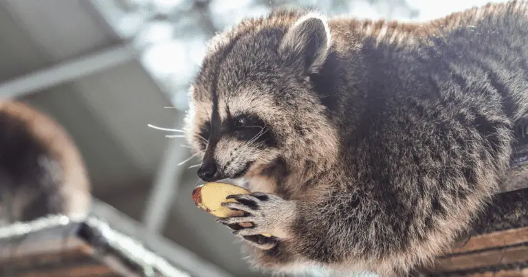 Do Raccoons Eat Apples?