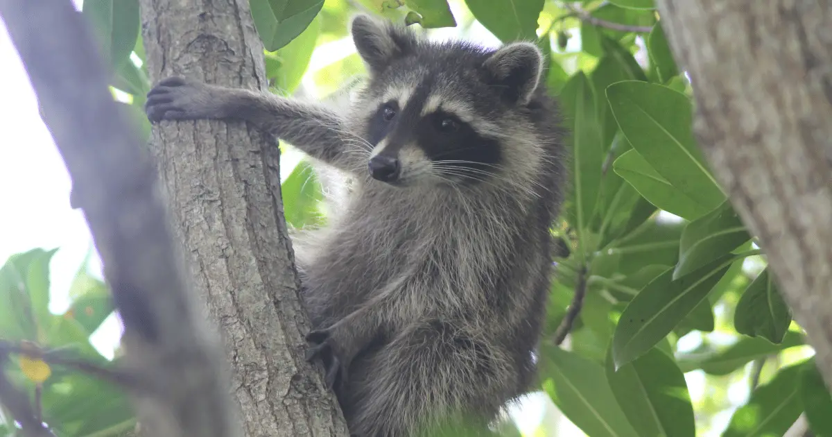 Can Raccoons Climb Trees?