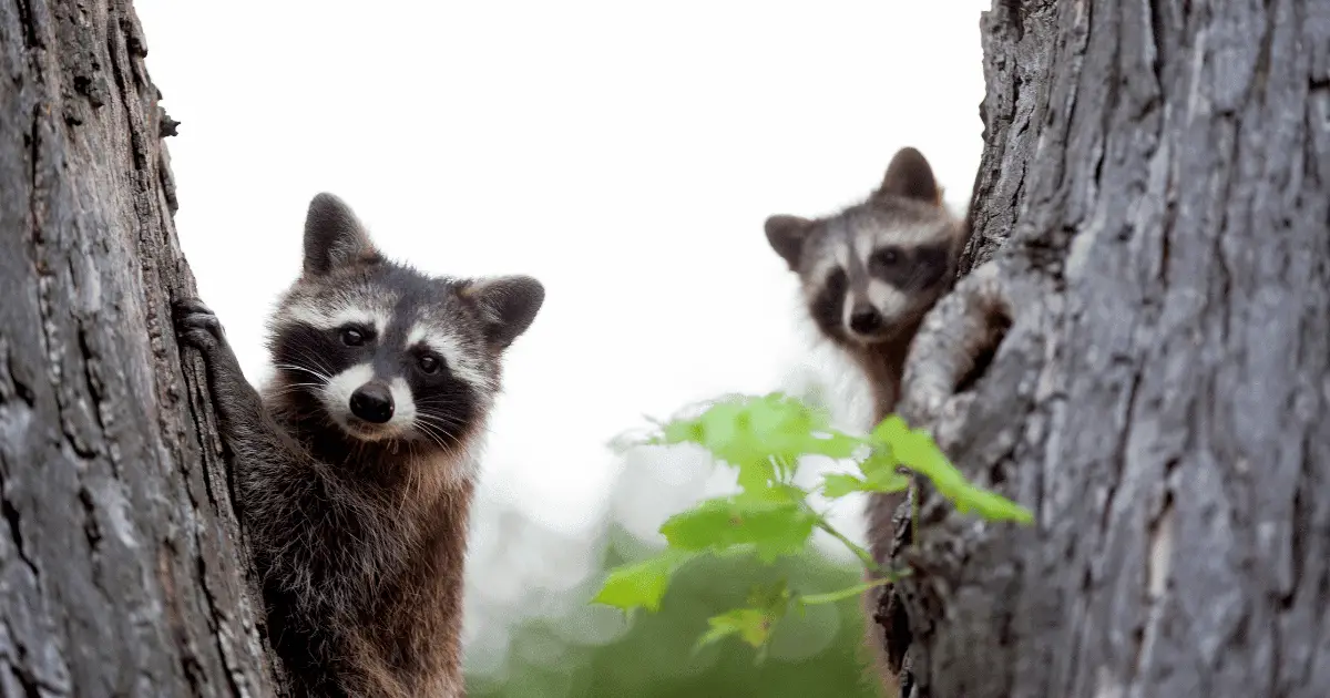 Will Bleach Keep Raccoons Away?