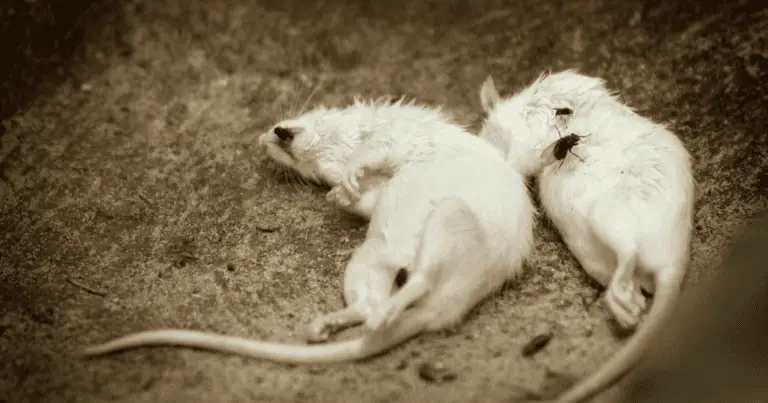Do Mice Squeak When Dying?