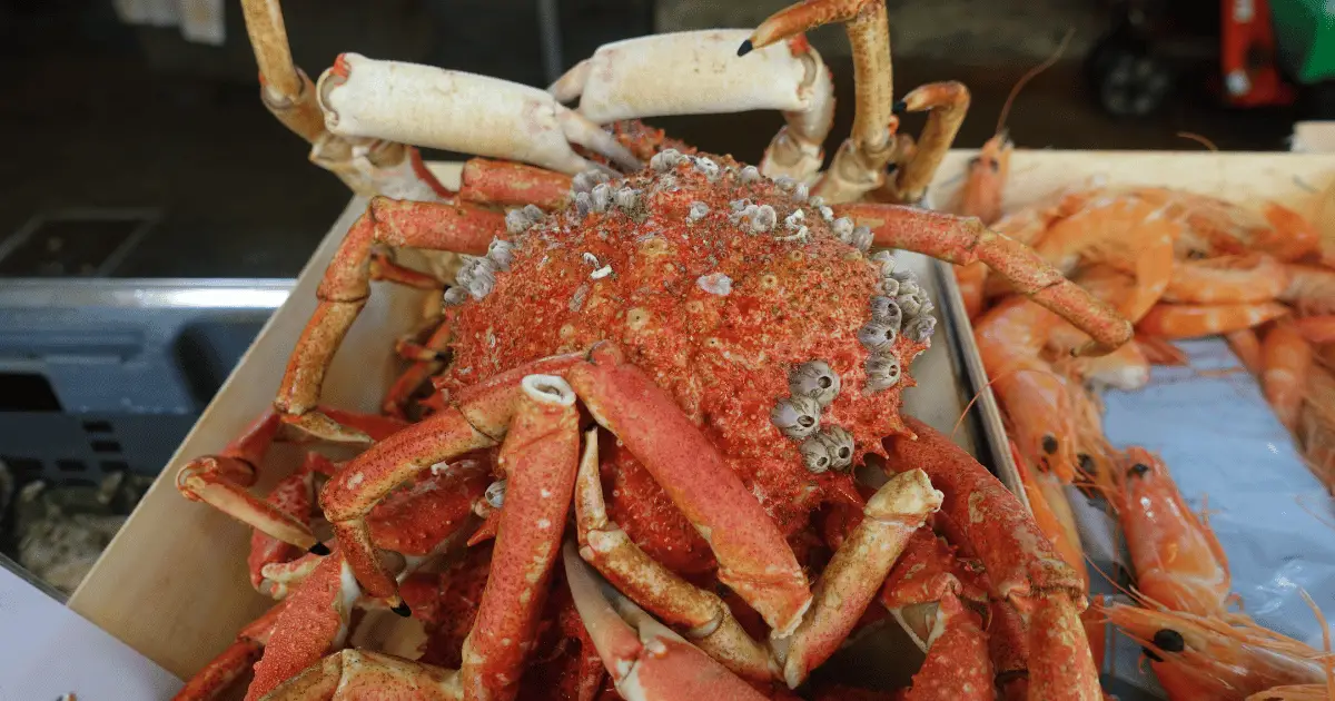 Can you Eat Spider Crabs?