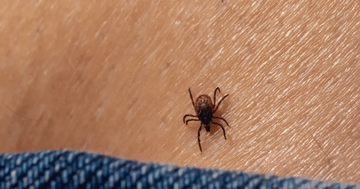Spider Mite Bites on Humans