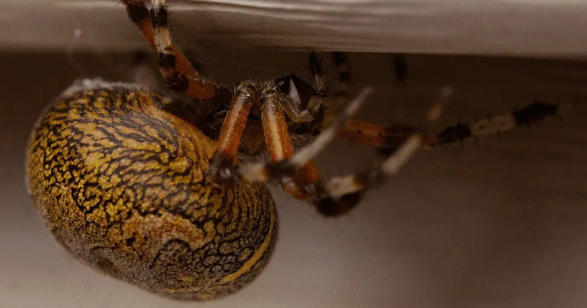 Are Pumpkin Spiders Poisonous?