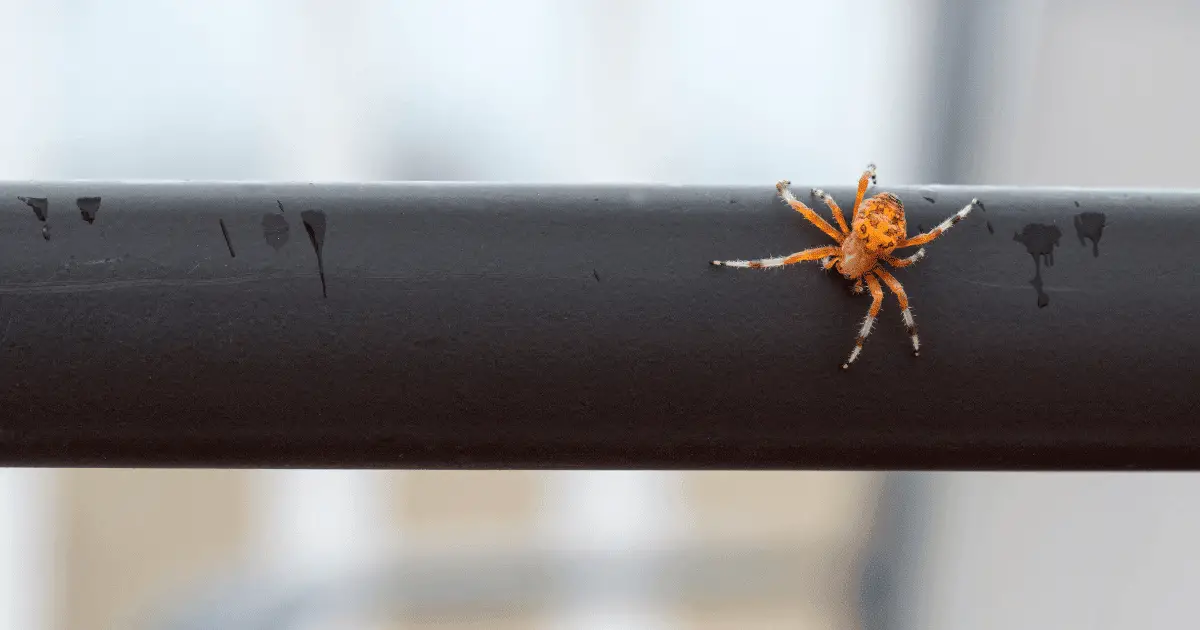 Are Pumpkin Spiders Poisonous?