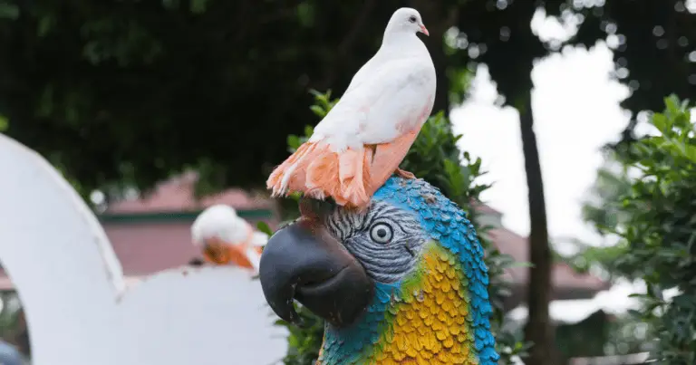 Are pigeons smarter than parrots?