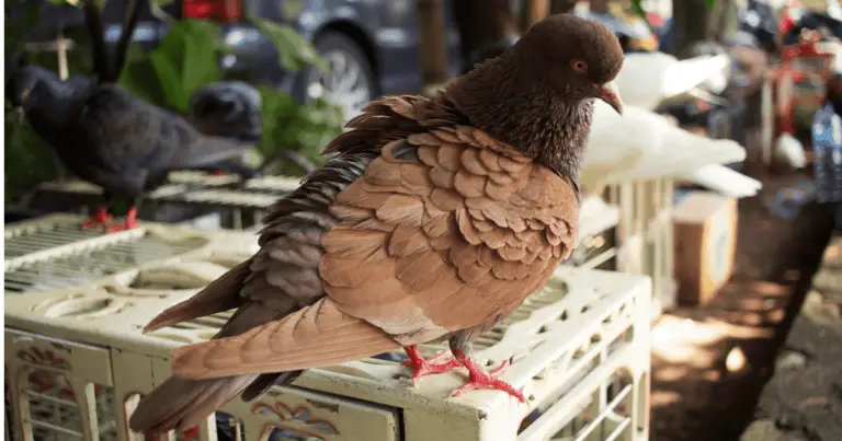 Top 7 Best Racing Pigeons in the World