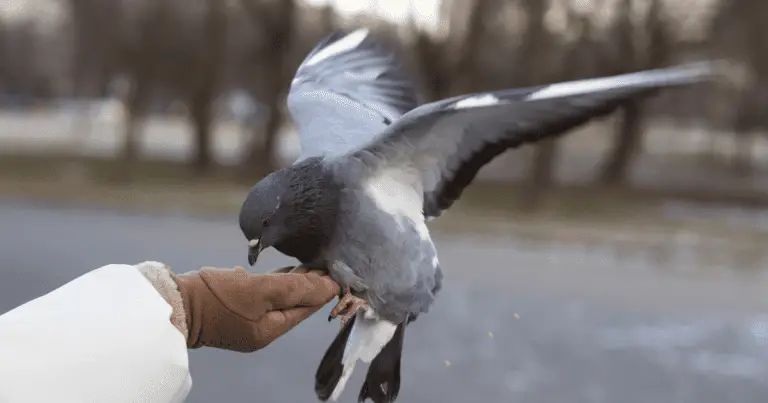 Can Pigeons Eat Oats?