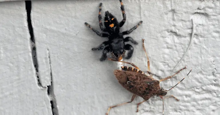 Do Spiders Eat Stink Bugs?