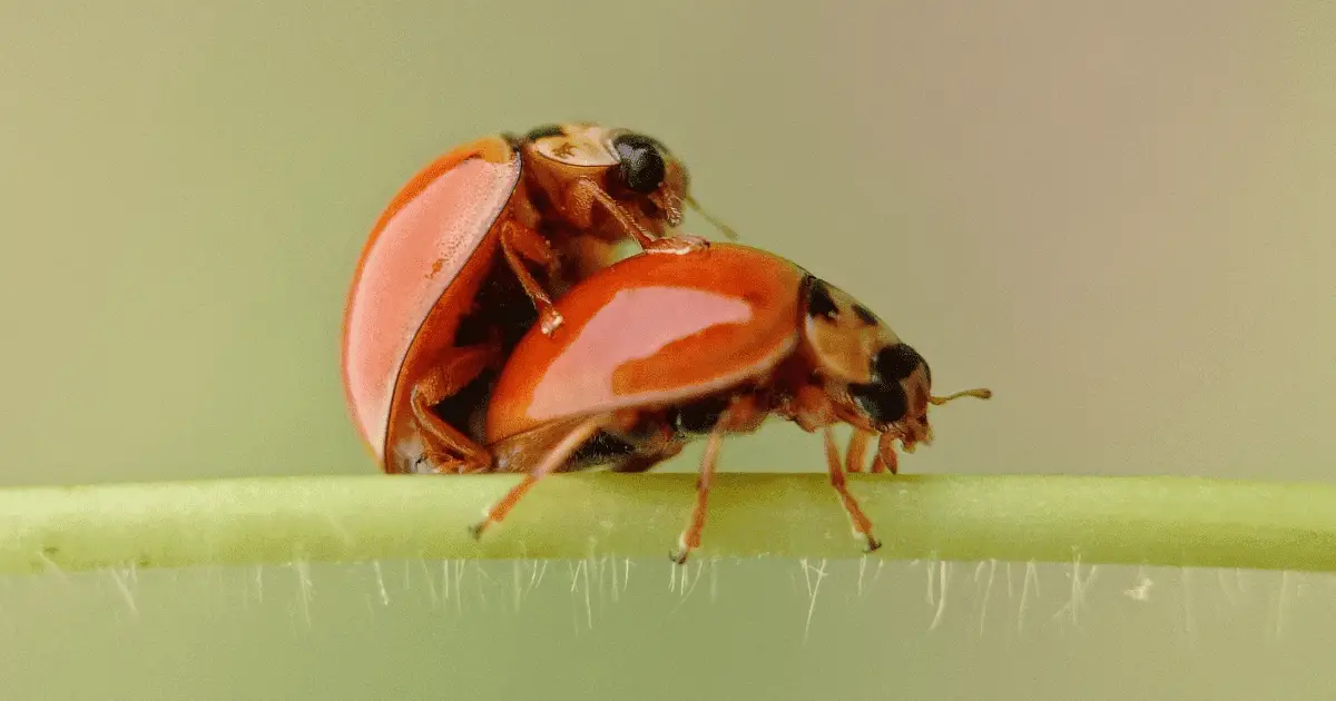 How Do Ladybugs Reproduce?