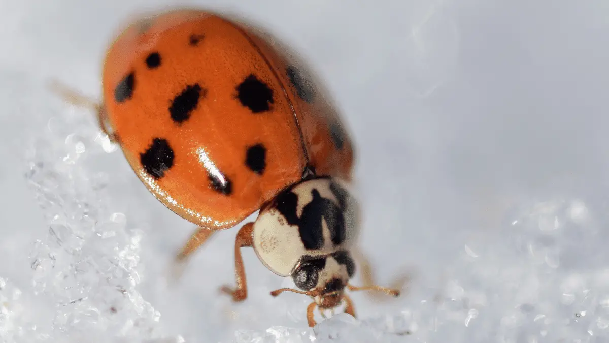 How Long can Ladybugs Live in the Fridge?