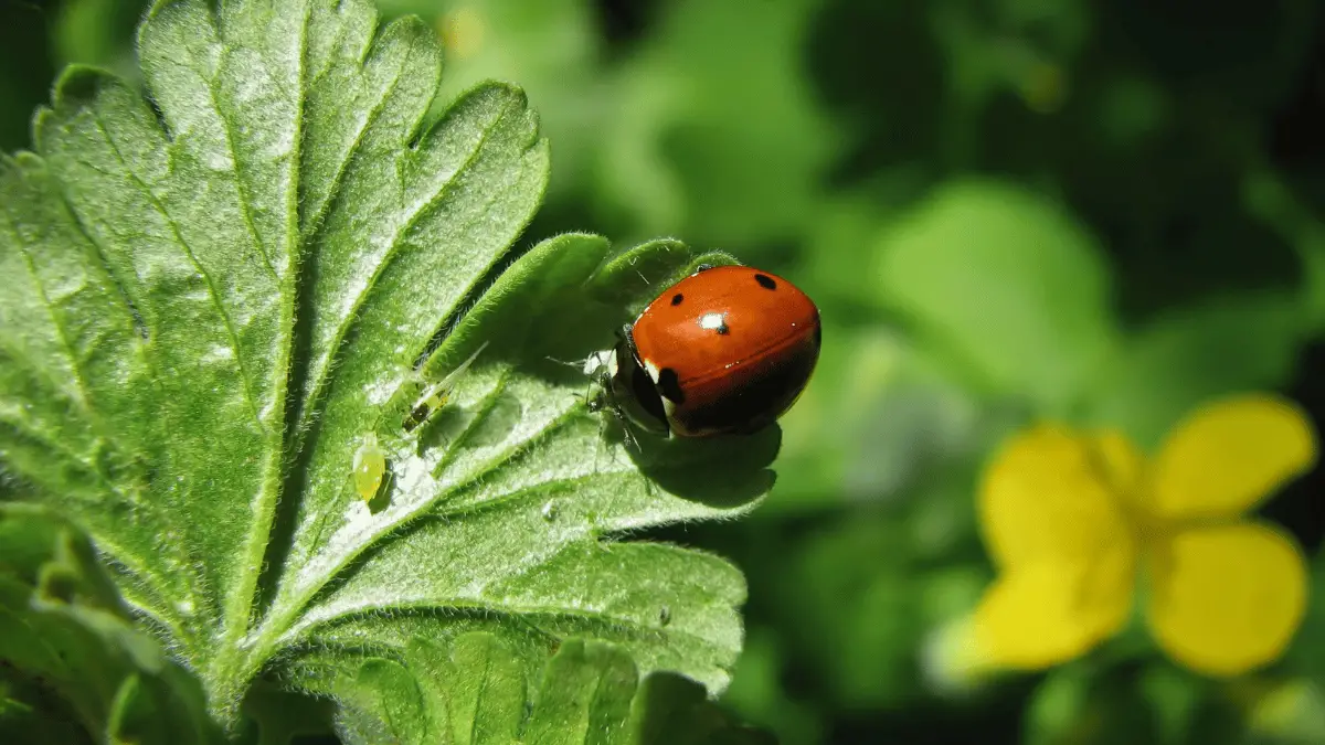 Are Male Ladybugs Red?