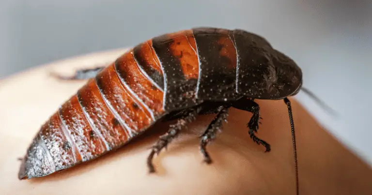 Why Does Cockroach Exist?
