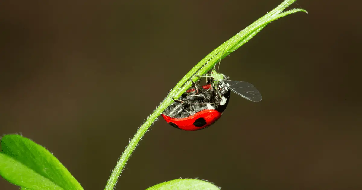 Do Ladybugs have Tongues?